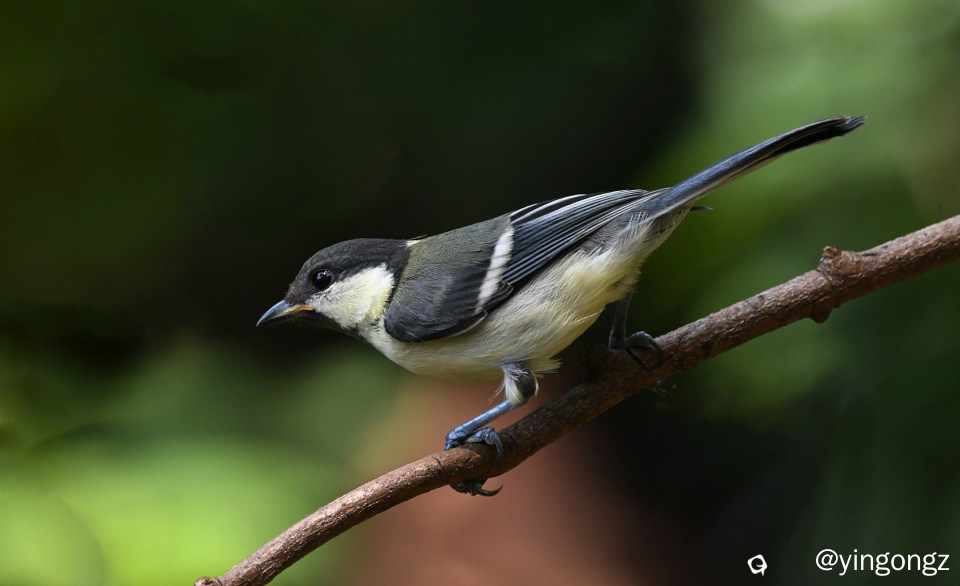 DSC_2506_副本-1.jpg