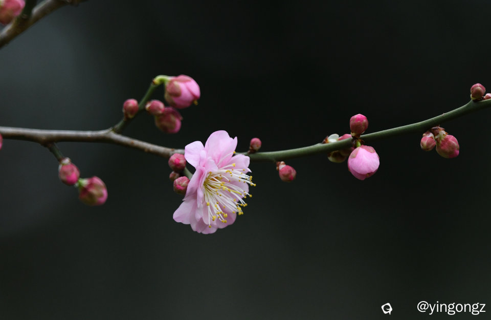 DSC_3362_副本.jpg