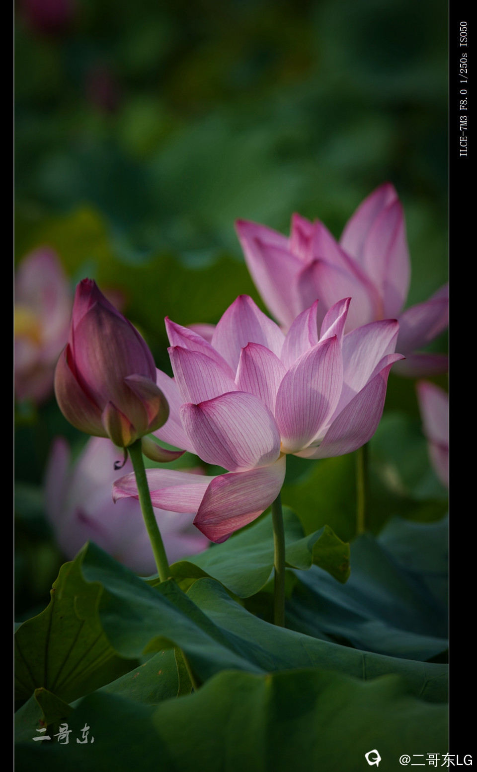 娇艳欲滴 (7).jpg