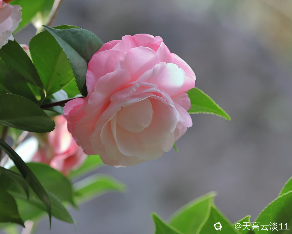 5D2A3254-DeNoiseAI-denoise.jpg