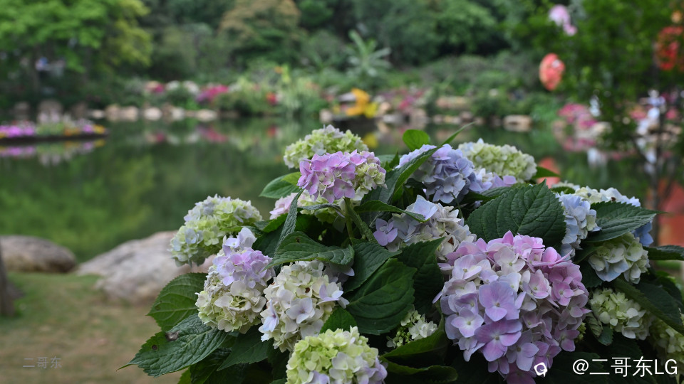 三月三青秀山花展 (10).jpg