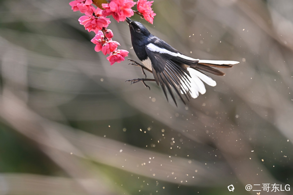 鹊鴝戏桃花 (7).jpg