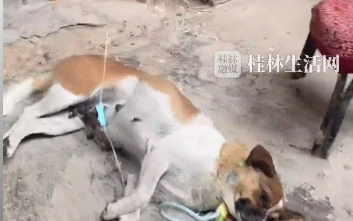 小狗失踪，主人到处找不到，竟是不舒服自己找兽医打针去了！汪：指望你，我早不行了