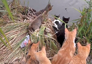 男子釣魚被一群小貓咪圍觀，網(wǎng)友：這要是&ldquo;空軍&rdquo;了，可不止有人笑話你