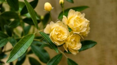 今天，我把春天种进小院