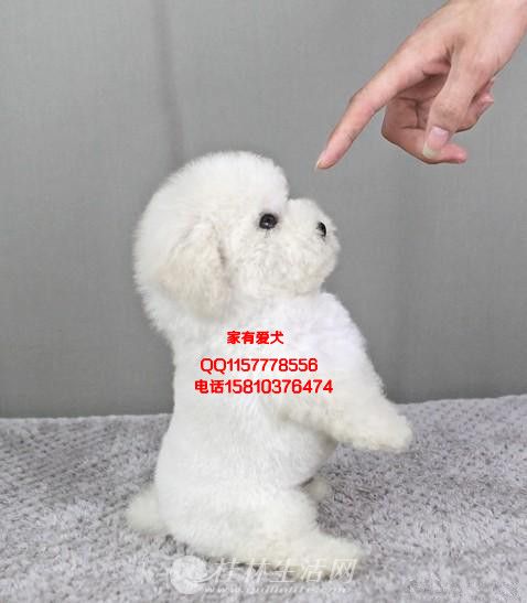 �������̩��  ̩������˶���Ǯһֻ   ̩���ʺ�¥������