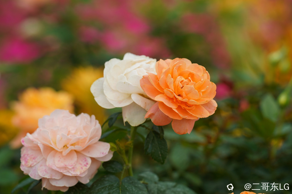 南方第三届花卉苗木交易会 (22).jpg