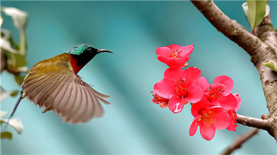 海棠花上太阳鸟