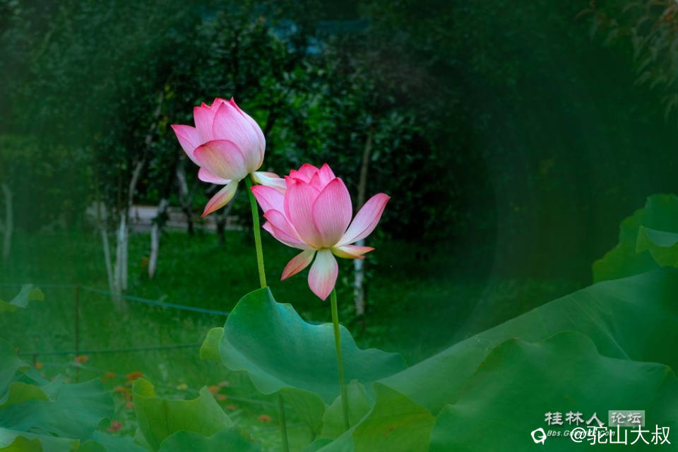 DSC08344-0 - 副本.jpg