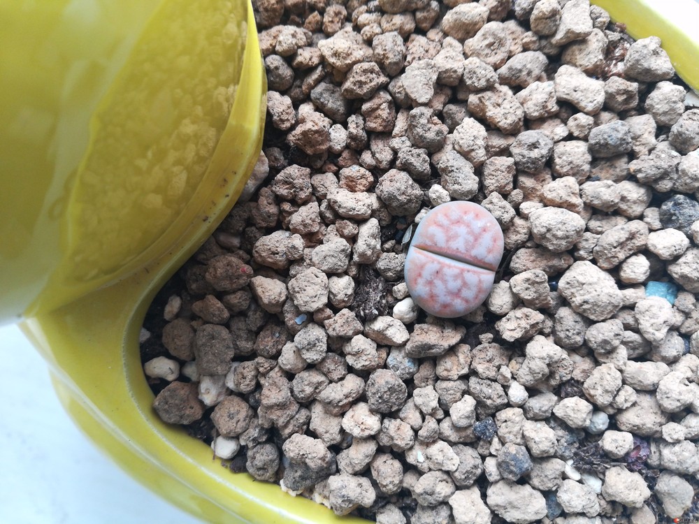 ����c309a    ����   ��ͷ��С��