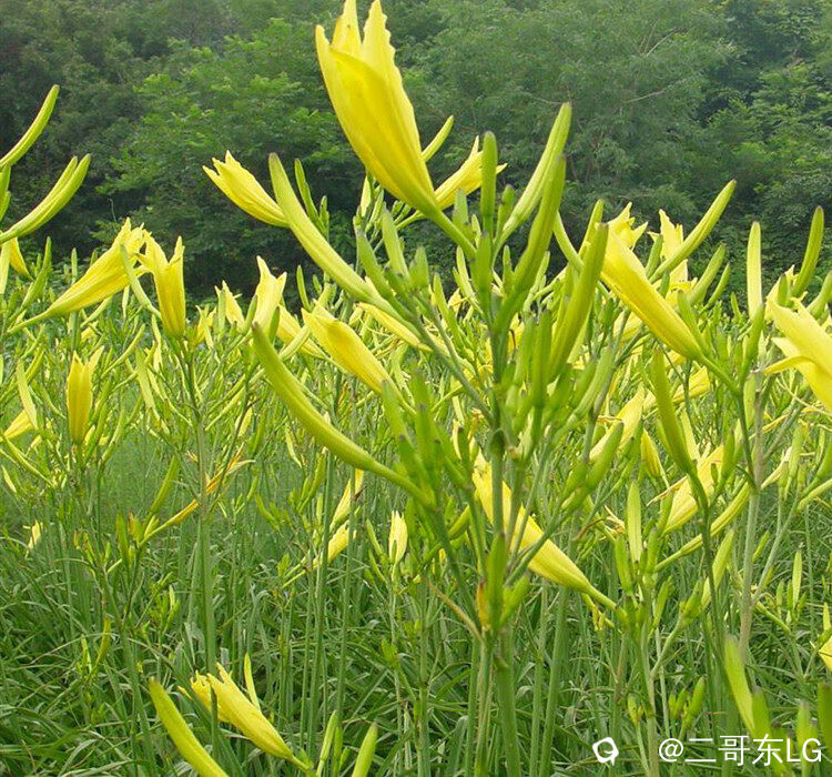 黄花菜 (2).jpg