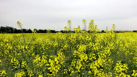 觀龍門石灰洲油菜花