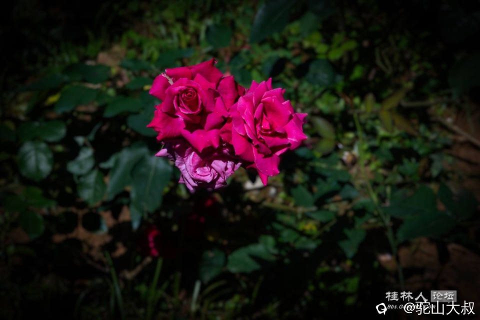 DSC07233-0.jpg
