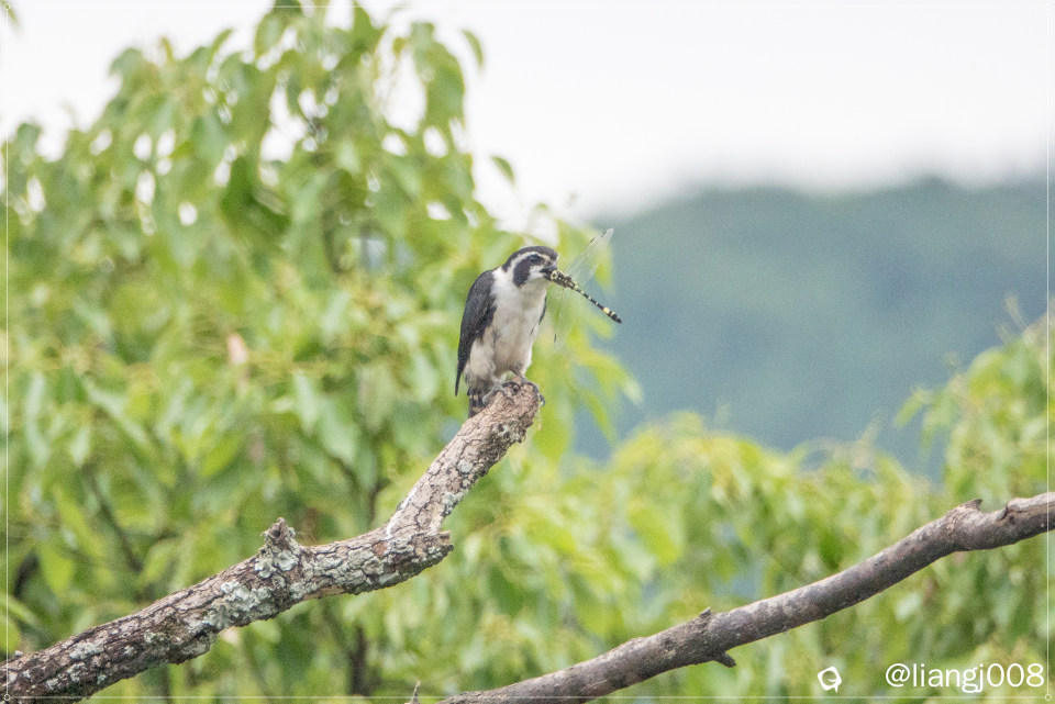 DSC09076_副本_副本.jpg