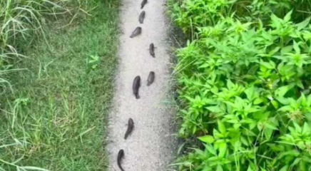 女生雨后看到鱼群在路上&ldquo;散步&rdquo;，网友：过山鲫，别管它，它们在找水