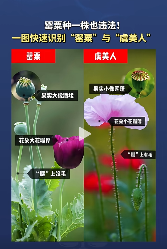 6e70e203b743025cdc08f484c6ef294.png