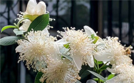 “毛球花”