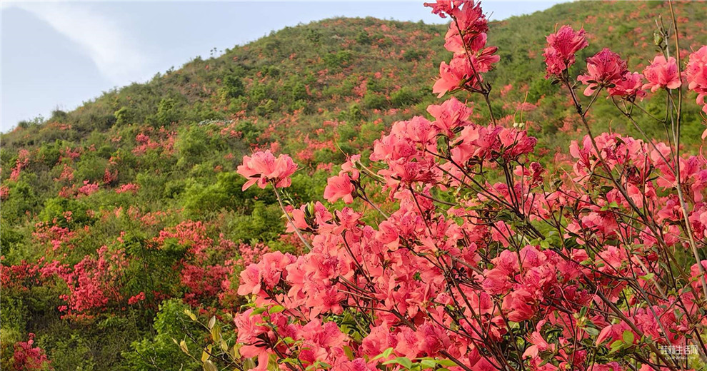 桂林兴安荷包山野生杜鹃花