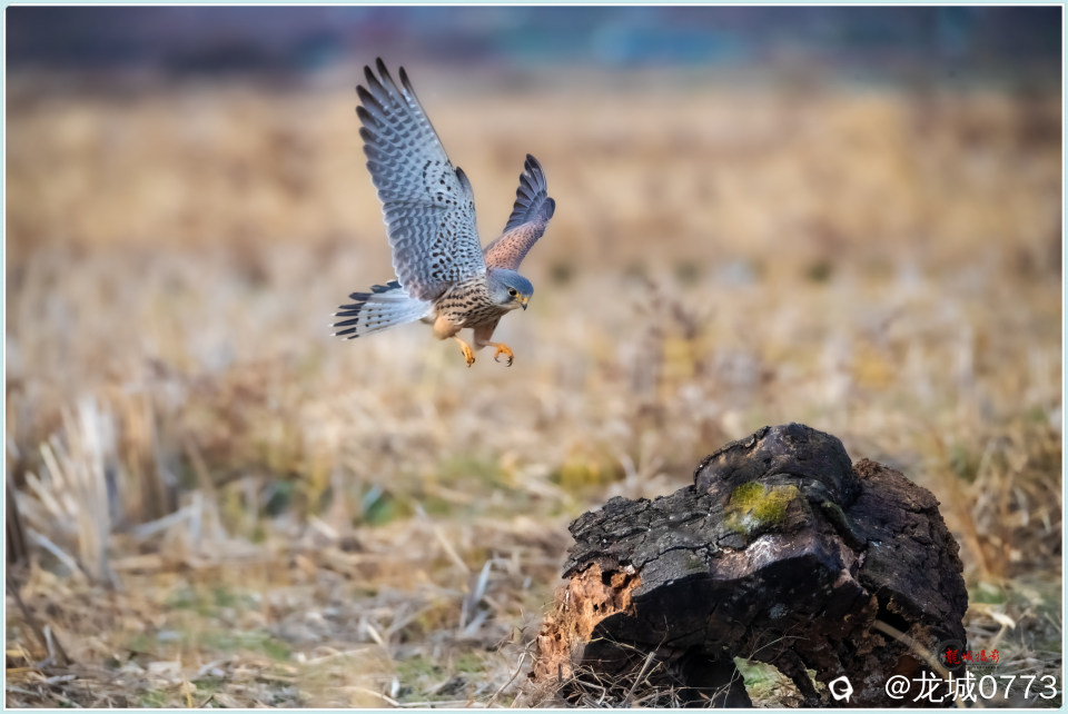 BG9I6956_副本 - 副本.jpg