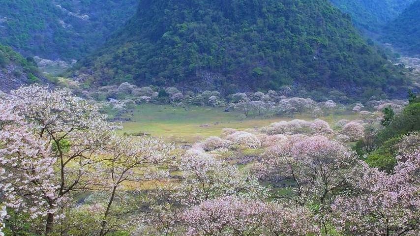 当油桐花开满山谷，这片世外桃源绝美了