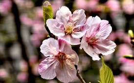 南溪山随拍花美景新