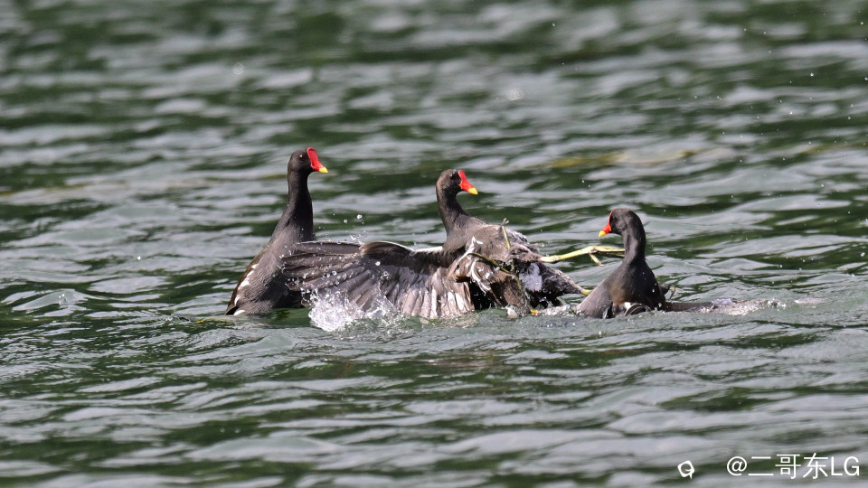 黑水鸡打架 (12).jpg