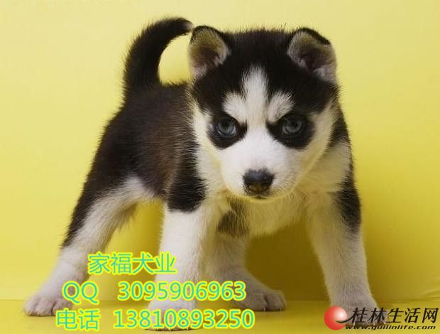 ���ֹ�ʿ�� ���ѻ�˫���۹�ʿ�� �����ĳ��۵Ĺ�ʿ��Ȯ�б���