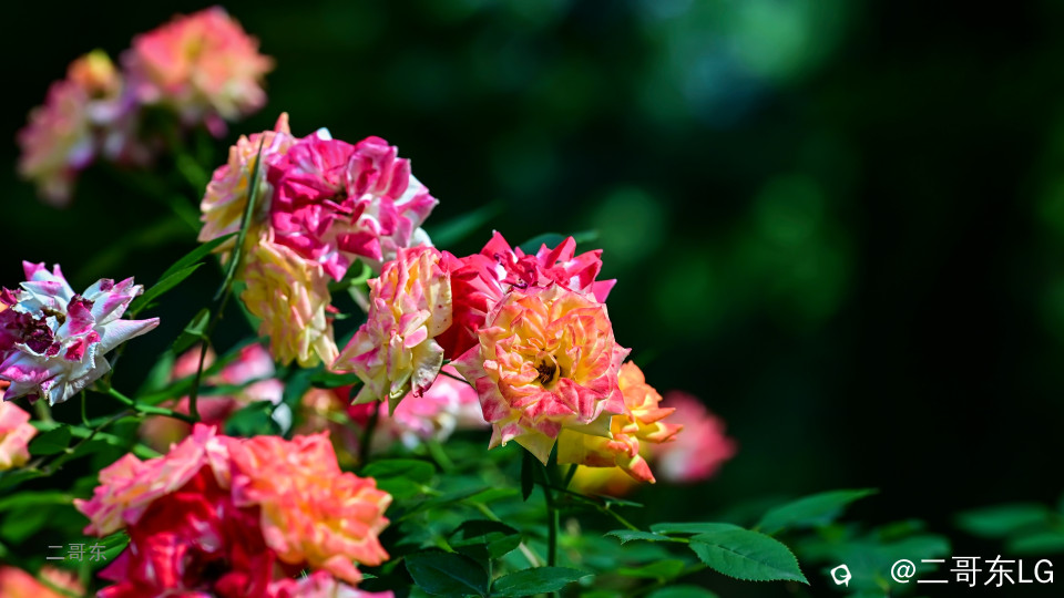 虞山月季花 (8).jpg