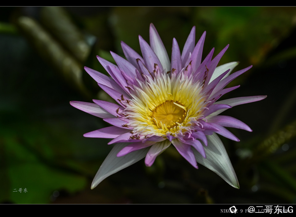 精品莲花 (29).jpg