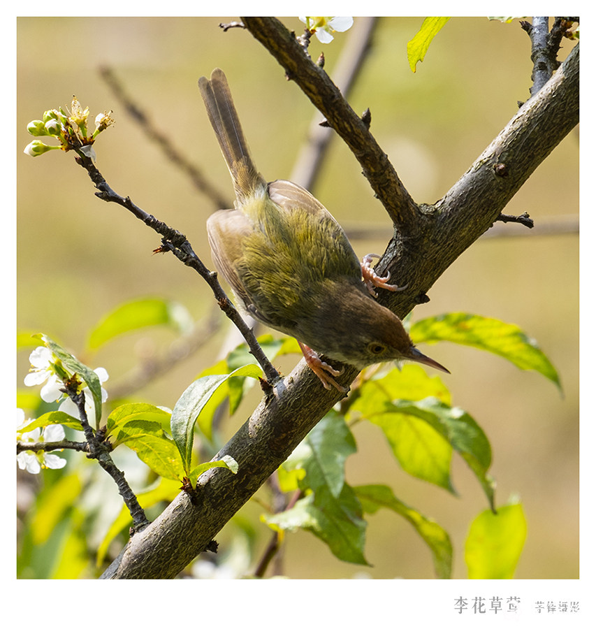 DSCF9616.jpg