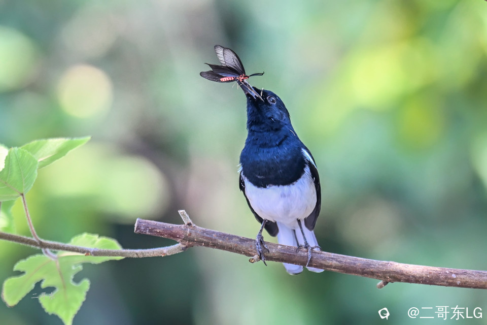 飞蛾扑嘴 (4).jpg