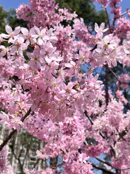 漓江上游甘棠江新建河堤樱花盛开