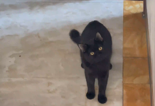 广西一小猫受了委屈找妈妈，猫猫：妈，你妈说我你不管吗？