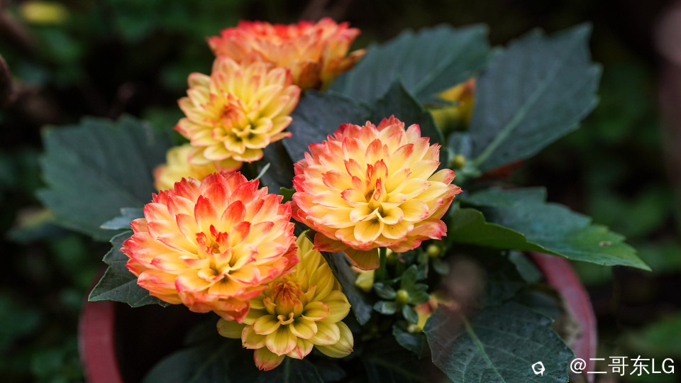 大丽花 (14).jpg