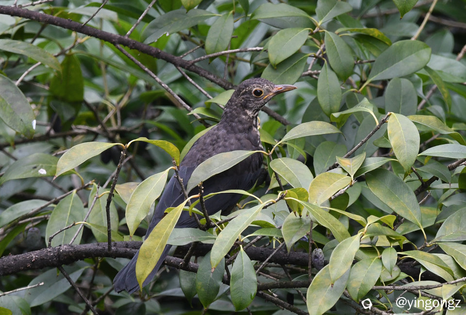 DSC_0314_副本.jpg