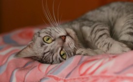小猫淘淘和帅帅