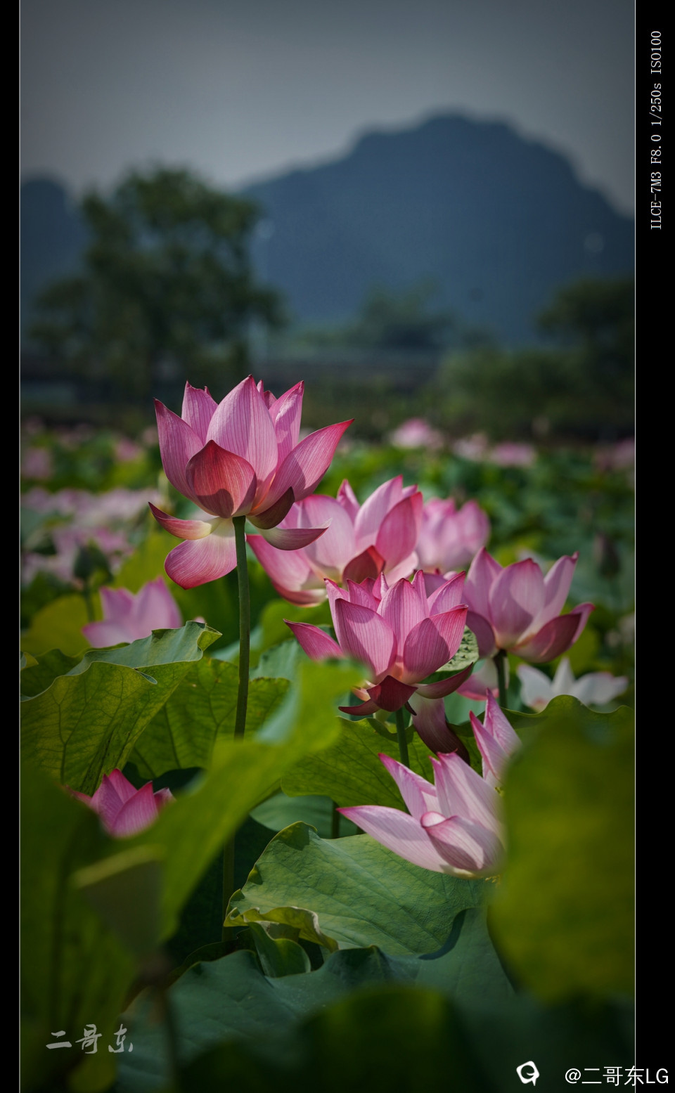娇艳欲滴 (10).jpg