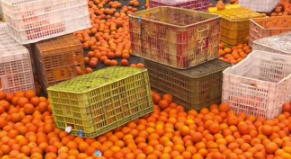 你永远可以相信广西人的素质！货车在广西高速侧翻，水果撒落一地，众人帮忙无一人哄抢！老表：谁抢了会被村里说一辈子的