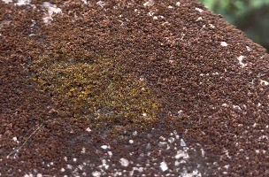 不起眼的苔蘚澆水后秒變鮮活！媽媽帶孩子感受微觀世界的生命魔法