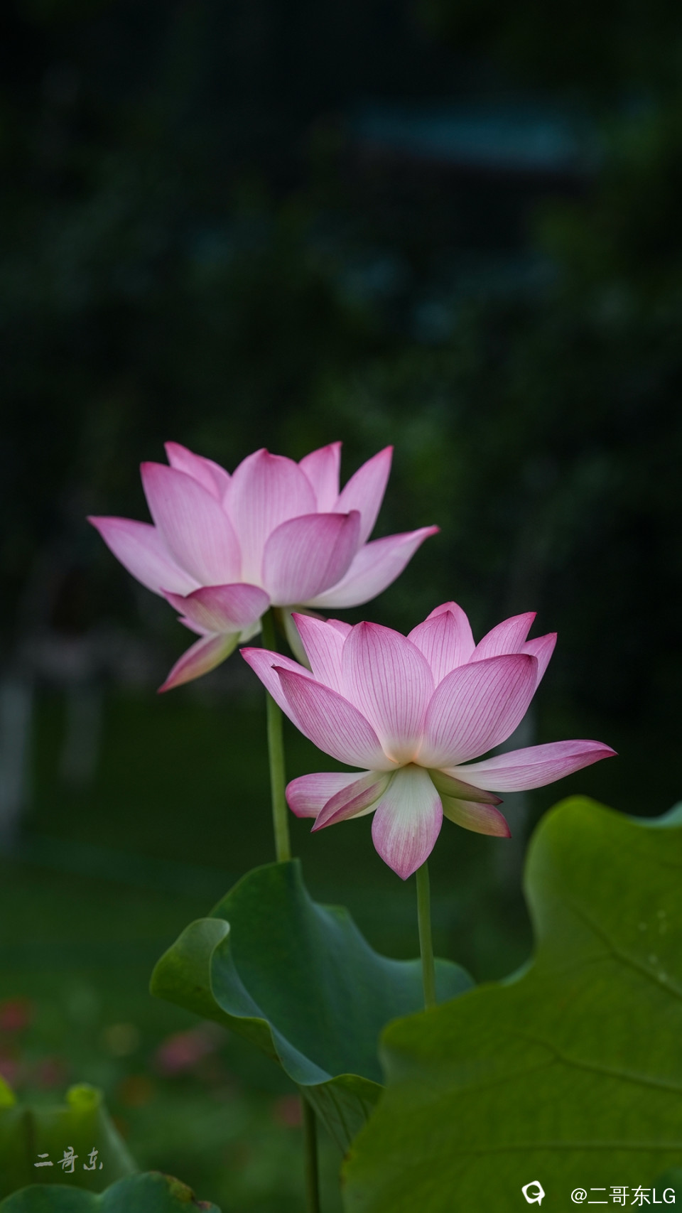 荷花 (14).jpg