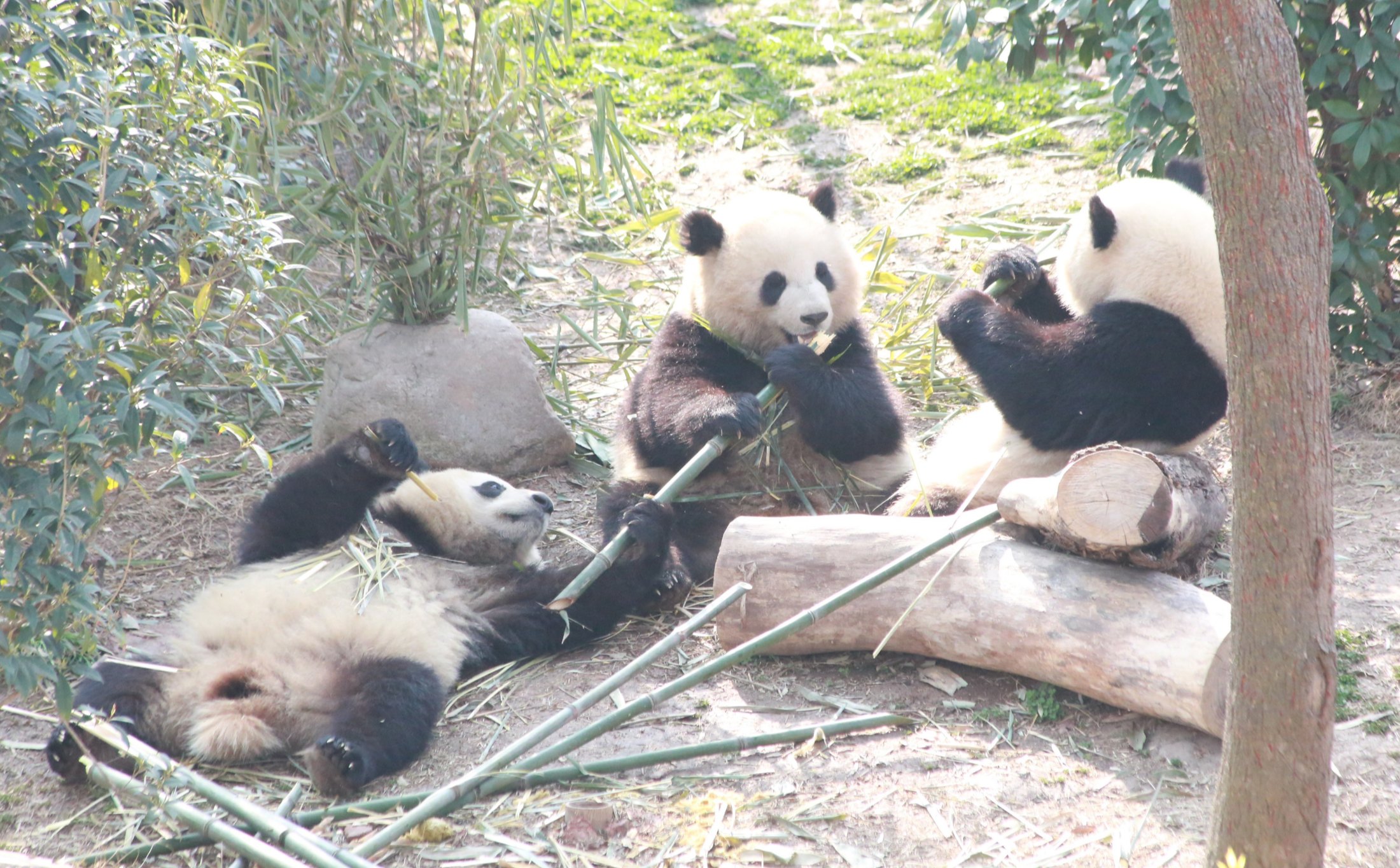 春節(jié)，大熊貓國(guó)寶們?cè)诟陕铮? />
                                <div   id=