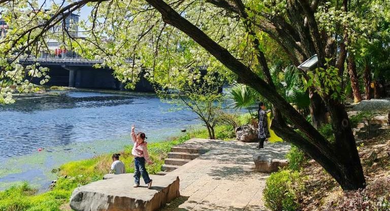 周末，古渡梨园吸游人