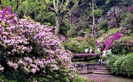 桂林植物园杜鹃盛开