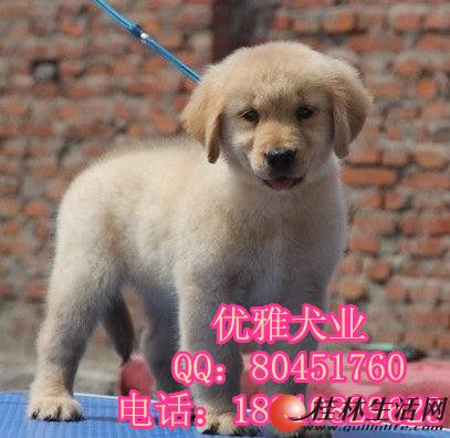 	 �ƽ�ɫ��ëȮ ������ë ���������֤��оƬ ��ǩЭ��