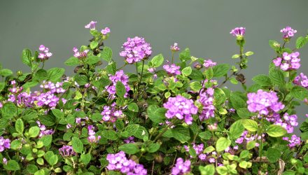 仲春五色梅花开