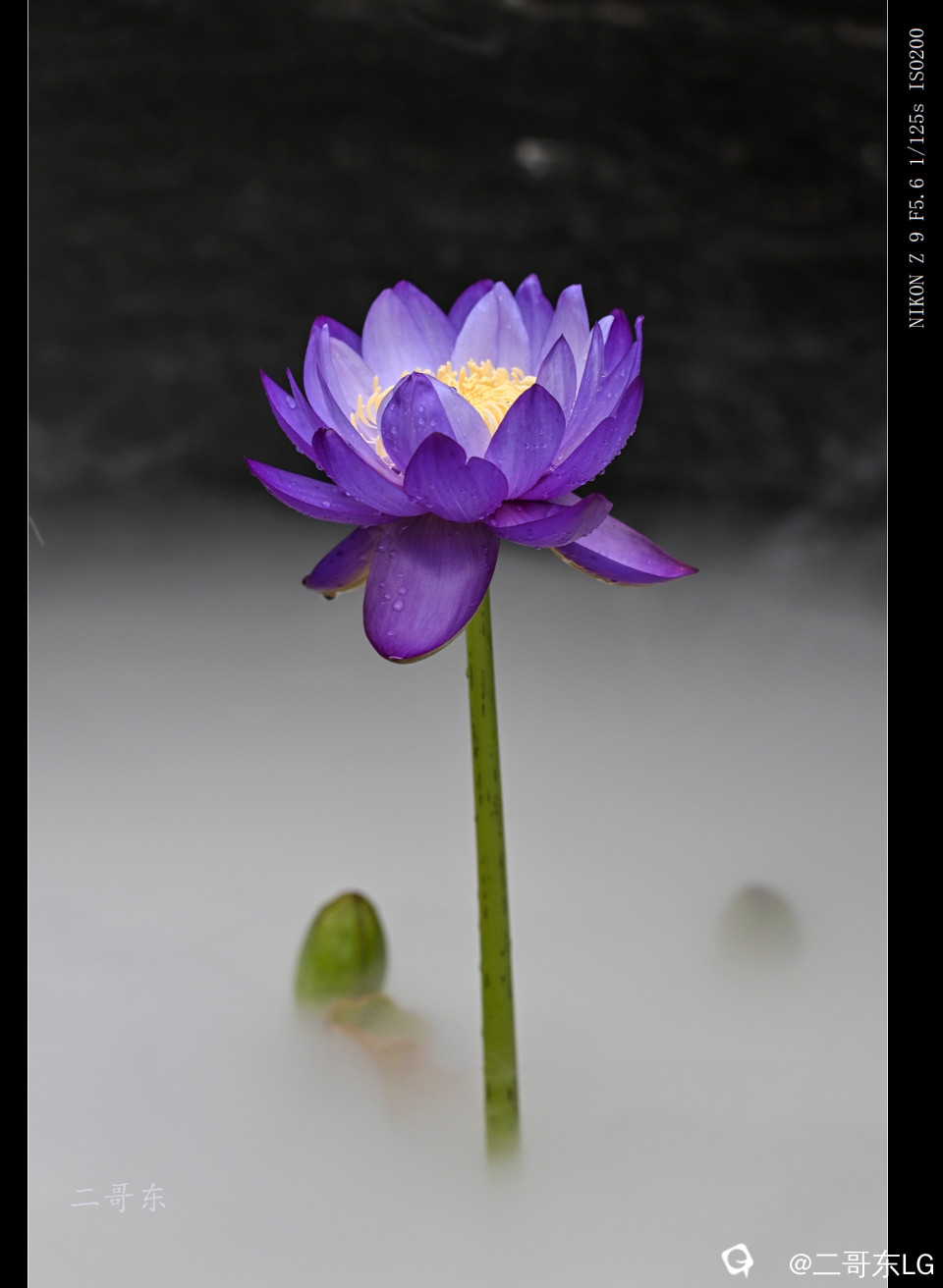 精品莲花 (21).jpg