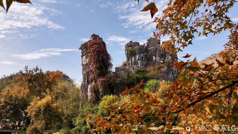 骆驼赤霞 (13).jpg