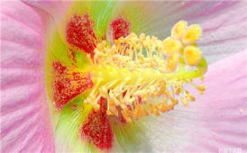 形色多彩的芙蓉花蕊