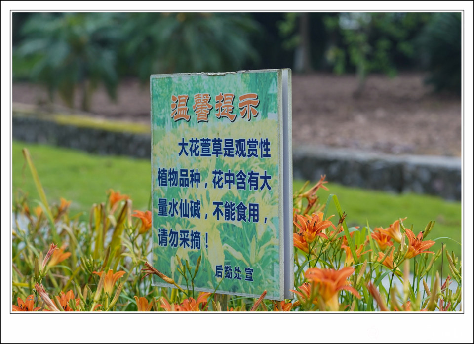 大花萱草 (16).jpg