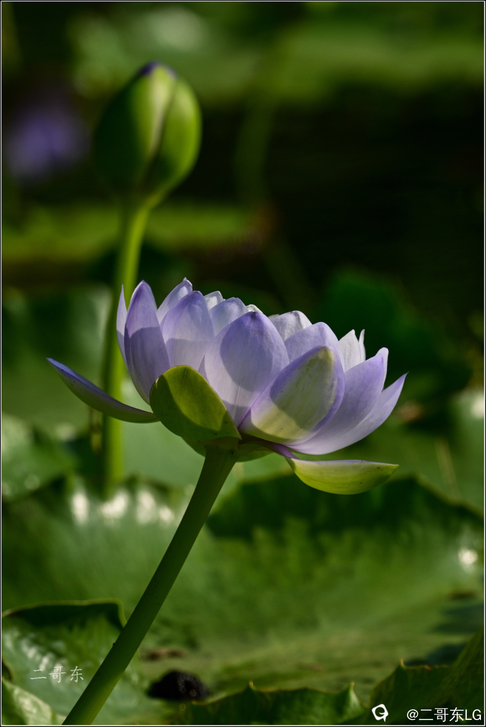 精品睡莲 (18).jpg